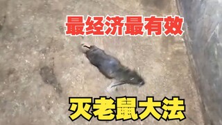 The Quickest Method to Eliminate Rats