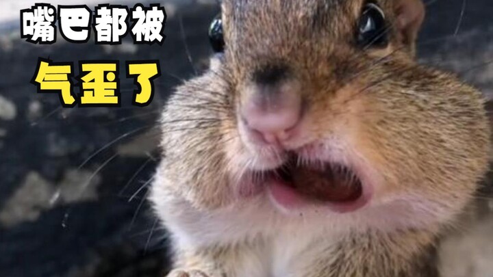 Those Angry Animals!