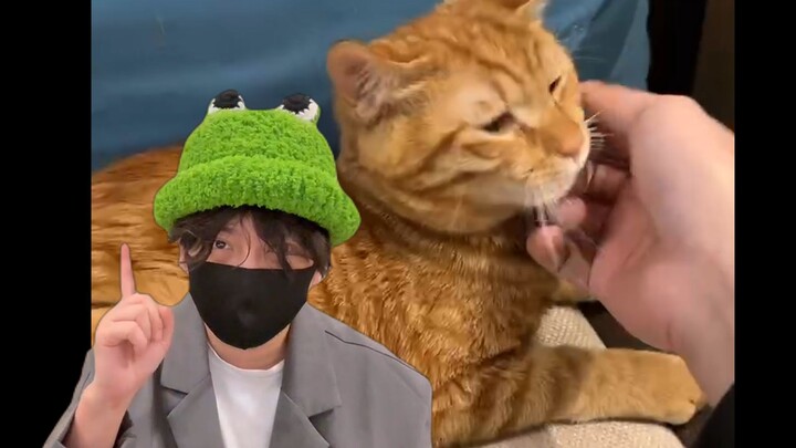 When a cat tries to pull a scam on you, you’ll…