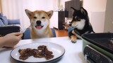 Animal|Shiba Inu Eats Steak for the First Time