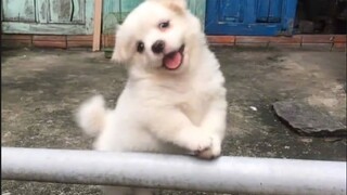 ถ้าไม่มีขโมยขโมยสุนัข สุนัขในชนบทก็คงมีความสุขจริงๆ!