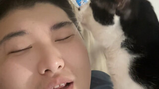 不会有人养的小猫咪不会贴贴吧？