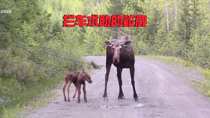 To save her trapped calf, the moose mother bravely sought help from humans—luckily, it had a heartwa
