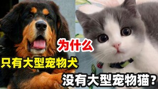 为什么没有人养大型猫呢？