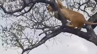 Macan tutul bersembunyi di pohon untuk makan, tetapi tetap diserang oleh singa betina yang memanjat 