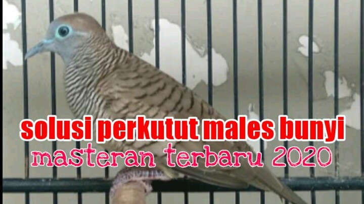 pancingan ampuh buat perkutut versi terbaru 2020