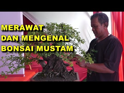 KEUNIKAN BONSAI MUSTAM YANG HARGANYA MENGGIURKAN