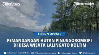 Hutan Pinus Sorombipi di Desa Wisata Lalingato Koltim, Pemandangan Eksotis Jadi Spot Foto Prewedding