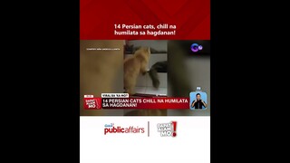 14 Persian cats, chill na humilata sa hagdanan! #DapatAlamMo