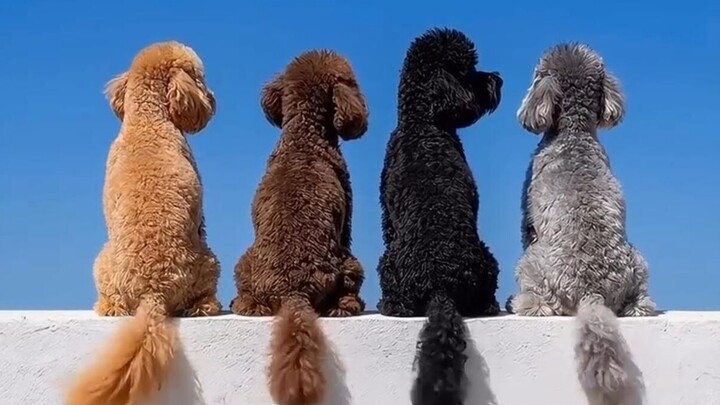 Amazing Animal Videos!