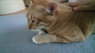 ดองเกิลทัช