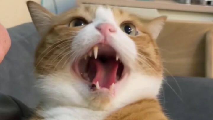 Mimi Mèo đã bị dạy dỗ rồi (՞•Ꙫ•՞)ﾉ