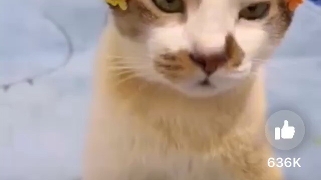 Cute