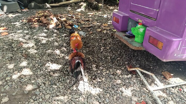 McLean Hatch VS Navajero Gilmore Spar