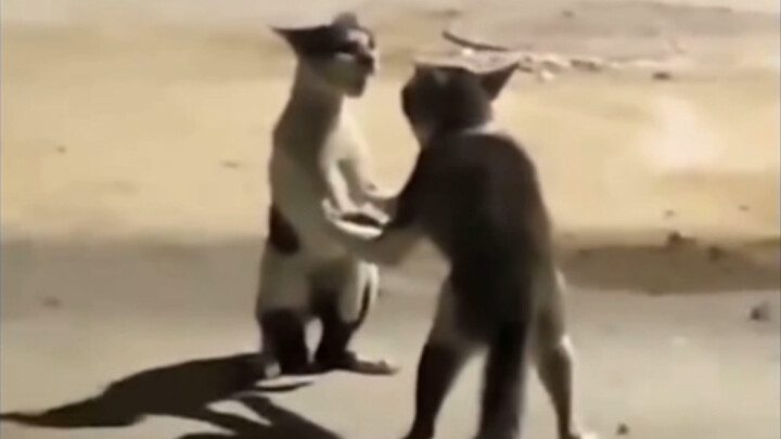 พิธีอำลาจีมี่แห่งตำนานในตำนาน