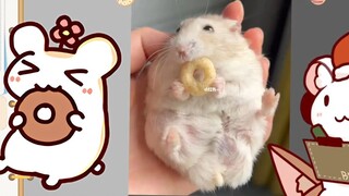 terkejut! Tikus asli Bu Hamster muncul di kamera hanya untuk menggerogoti donat