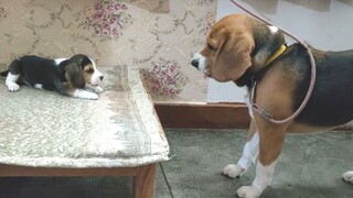 Ayah dan putri anjing mengadakan percakapan serius tentang kebebasan dalam asmara