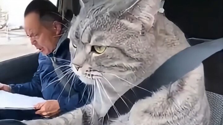 Kalau Kucing Belajar Mengemudi (100% AI, Bukan Rekaman Asli)