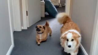 Chó cũng giễu cợt, bắt nạt nhau, sao con chó nhà mình lại cười nhạo Corgi đi bộ?