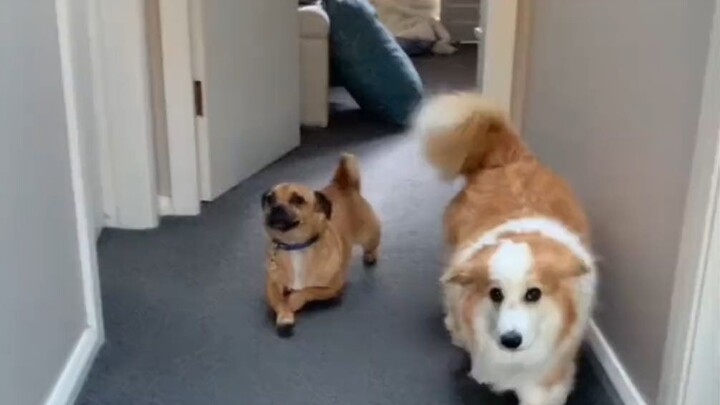 Dogs also ridicule and bully each other. How does my own dog laugh at Corgi for walking?