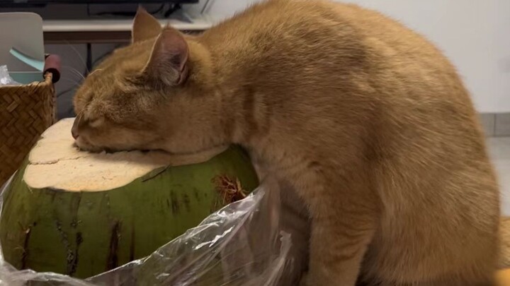 ไม่รู้สึกเหรอว่าท่ากินของแกมันไม่น่าดูเอาซะเลย 