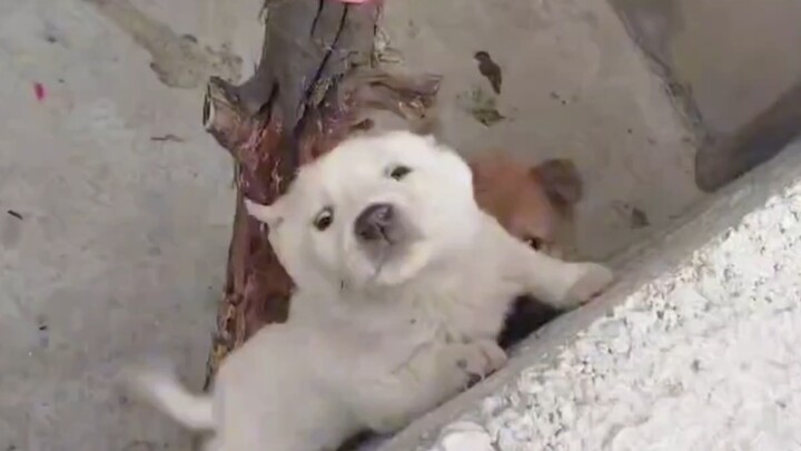 Little White Can’t Be Contained—We Finally Figured Out How It Escaped!