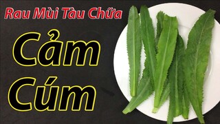 Chỉ sau 15 phút, cảm cúm hay cảm lạnh nặng đến cỡ nào cũng phải khỏi nhờ 1 nắm rau mùi tàu