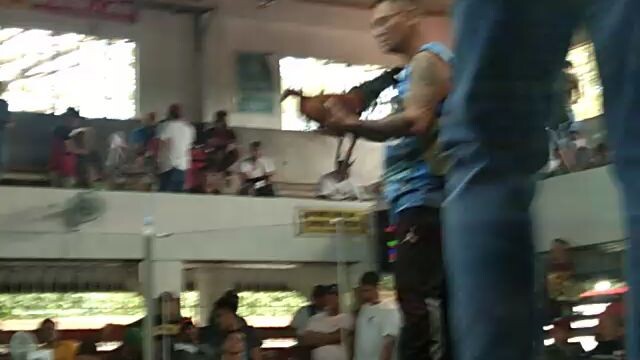 1st fight of spl gf88 (real owner) using a 3/4 sbr 1/4 tornado cross at ngsc late born wpc 5 stag