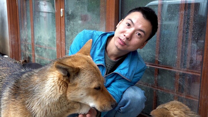 Hua Nong Brothers: On a rainy day, all the dogs huddle by the door—let’s catch two to give to Big Au