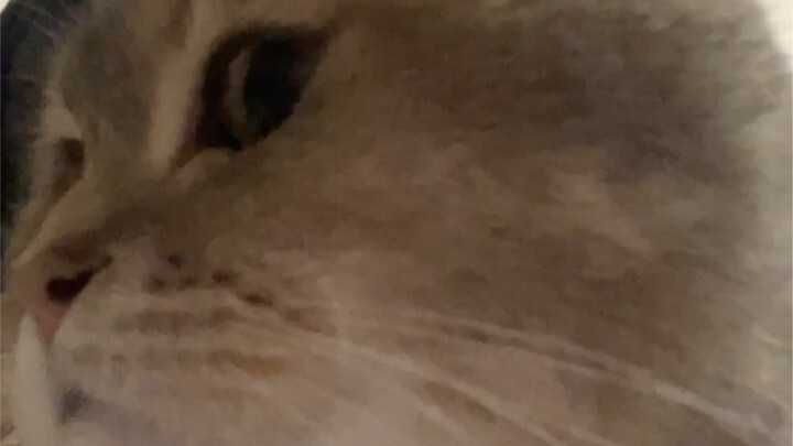 Round head, big ears