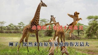 在动物脸上看到不可思议，眼泪从嘴巴流出来