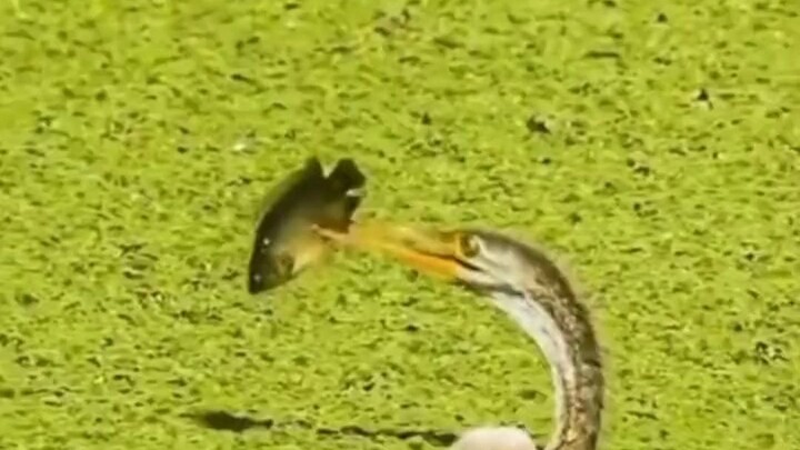 A fish narrowly escapes a bird’s beak—turning danger into salvation. You’ll never know the outcome u