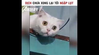 Dịch Chưa Xong Lại Tới Ngập Lụt