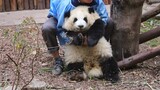 Menunggu Pengasuh menggendongku (Panda Hehua dan Heye)