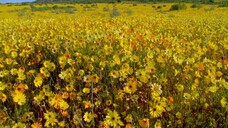 [Tập 4 - Thuyết Minh] Earths Seasonal Secrets S01E04: Spring