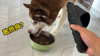 الهاسكي: هيا أخرج النعال مبكرًا، وإلا سأأكلها بالفعل!