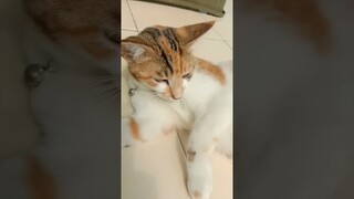 Wafel Kayu#kucinglucu #comedy #funny #komedikucing #shortvideo