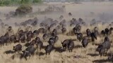 African Wildlife Great Migration