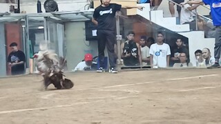 TEXAS COCKPIT ARENA ANTIPOLO CITY, RIZAL