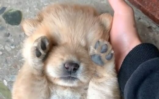 รวมมิตรหมาน่ารัก ใครชอบน้องหมาต้องฟิน! รับไปเลี้ยงที่บ้านกันเลย!