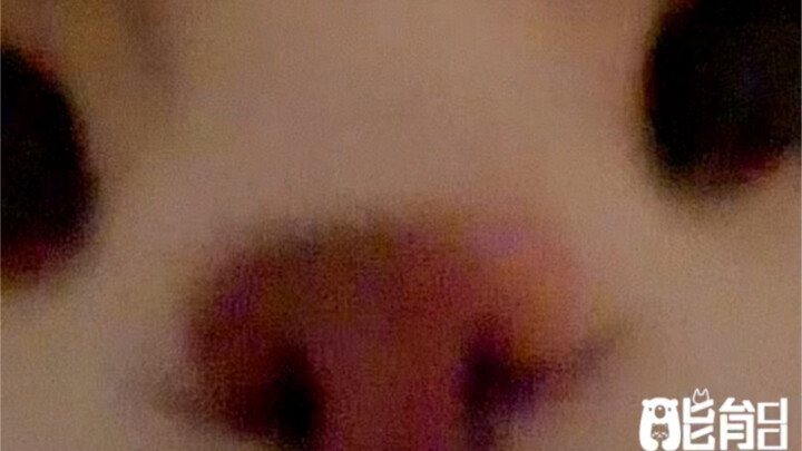 Sorry… you’ve been butt-rubbed by a pig!