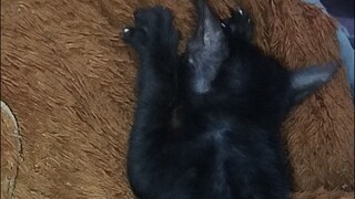 Adorable cat feeding on stuff toy