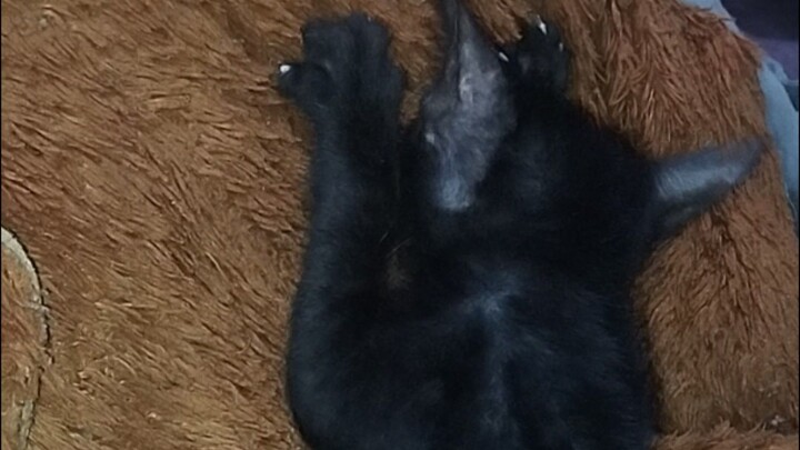 Adorable cat feeding on stuff toy