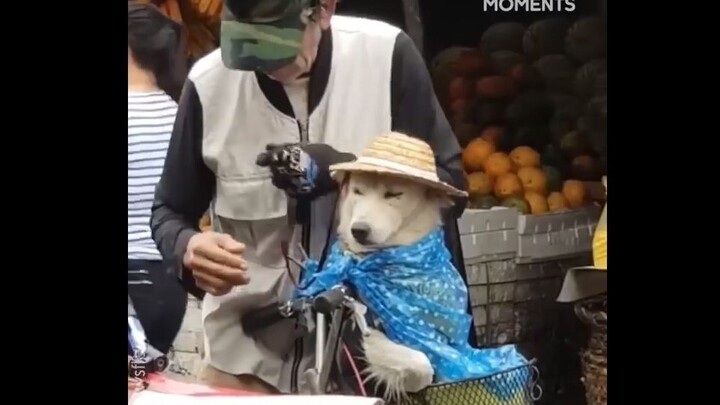 A Heartwarming Scene in the Rain: Grandpa Shields His Dog from the Rain—May Every Dog Be Lucky Enoug