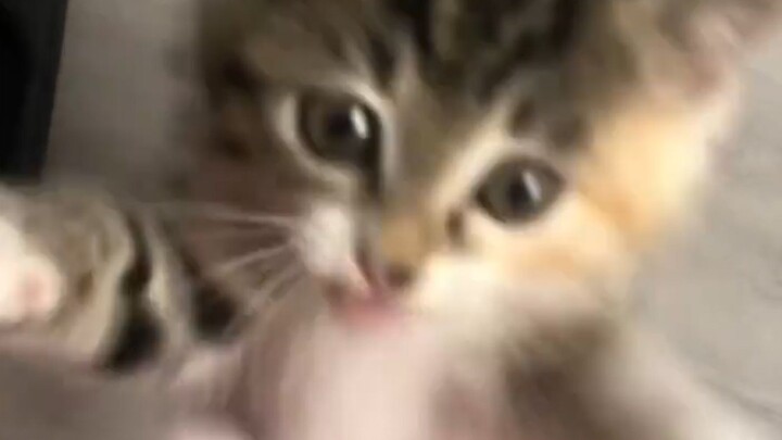 🎵 New instrument: Cat (falls down) 🎵