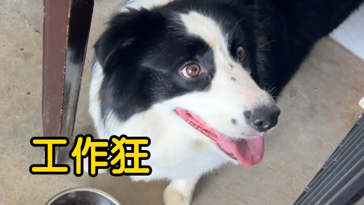Border Collie: Don’t bother me—eating is way more important than work!