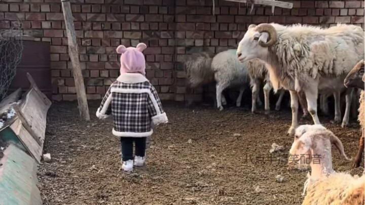Sheep also know the importance#Funny dubbing