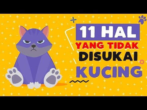 11 Hal ini tidak disukai kucing kamu - kamu wajib tahu siapa tau sering melakukannya