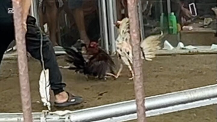 2nd fight(dinaan sa gulang)