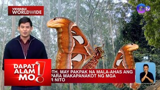 Isang uri ng moth, may pakpak na mala-ahas ang disenyo?! | Dapat Alam Mo!